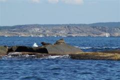 Seal08