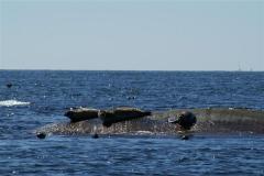 Seal11