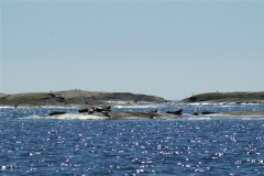Seal05