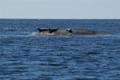 Seal10